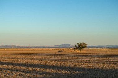 Gün batımında arka planda gökyüzü olan küçük bir ağaç.