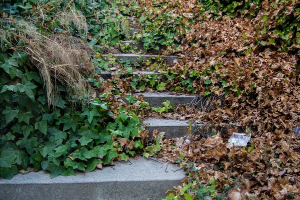 Escalier Ciment Recouvert Feuilles Sèches Feuilles Lierre Vert — Photo