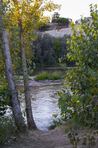 Dois Troncos Árvores Arbusto Com Rio Alberche Fundo Província Toledo — Fotografia de Stock