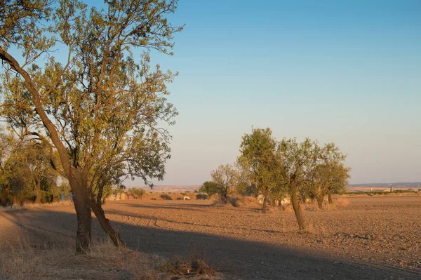 Campo Con Varios Árboles Atardecer Lugar Provincia Toledo España —  Fotos de Stock