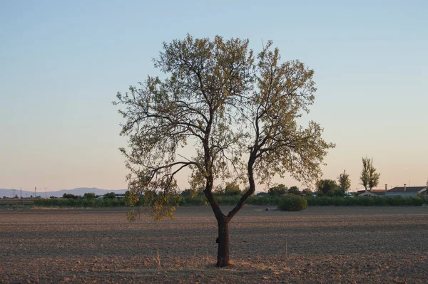 Campo Con Árbol Solitario Atardecer Lugar Provincia Toledo España —  Fotos de Stock