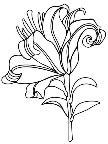 Lily Lily Flower Linjära Mönster För Färgläggning — Stock vektor