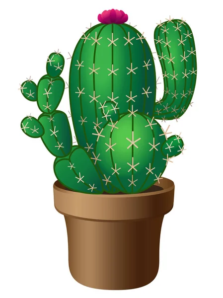 Gröna Kaktusar Blomkruka Med Rosa Blommande Taggig Krukväxt Blommande Kaktus — Stock vektor