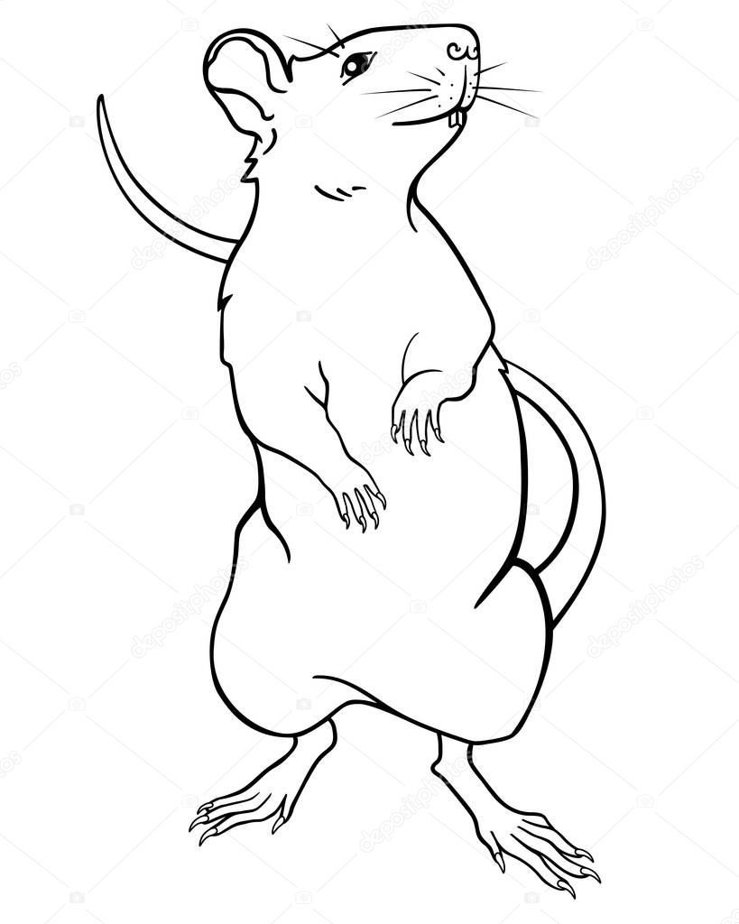 The rat is a symbol of 2020, stands on its hind legs. Rat or mouse - linear vector image for coloring. Outline. Decorative rat - a perfect pet.