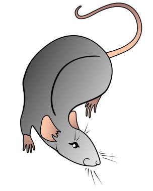 Sevimli gri sıçan - Çin burç sembolü. Sıçan - kemirgen evcil hayvan vektör resmi.