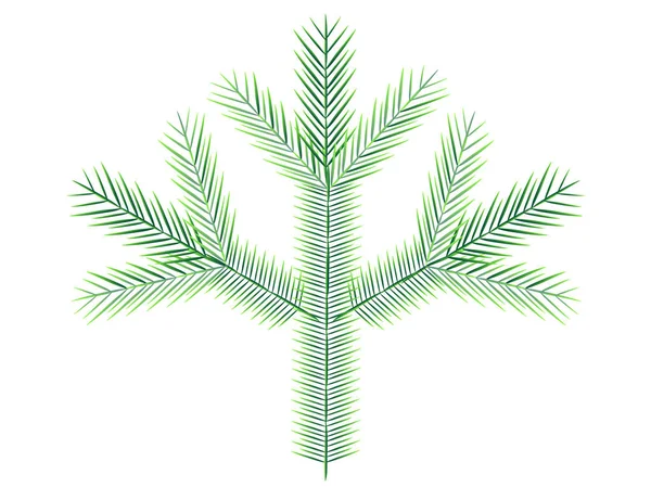 Örökzöld Tűlevelű Növény Lucfenyő Vagy Fenyőmag Kártyák Helyszínek Oldalak Díszítésére — Stock Vector