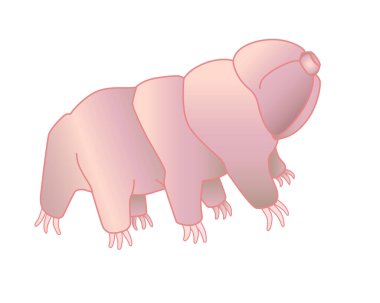 Tardigradlar - mikroskobik bir hayvanla tam renkli vektör resmi. Tardigradlar veya küçük su ayıları çok küçük omurgasızlardır. Eutardigrada.