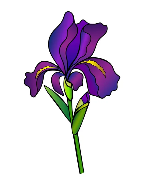 Iris Flower Bud Stem Leaf Full Color Vector Illustration Purple — Stock Vector