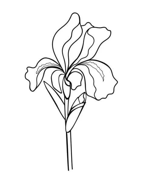 Irisblüte Mit Knospe Stiel Und Blatt Lineare Vektorillustration Zum Ausmalen — Stockvektor