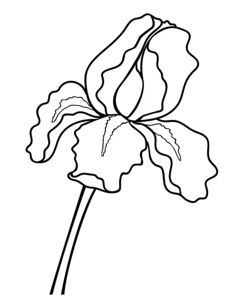 Iris Blomma Linjär Vektor Illustration För Färg Iris Trädgård Växt — Stock vektor