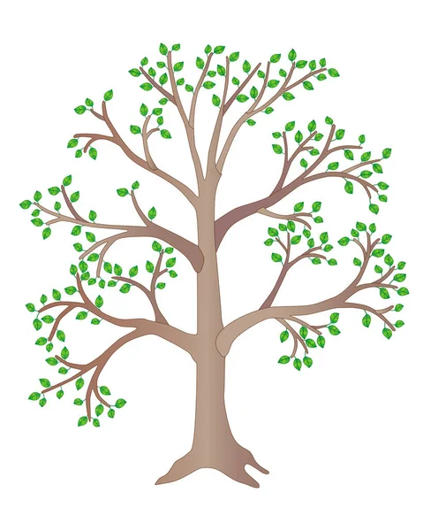 Μεγάλο Καλοκαιρινό Δέντρο Πράσινα Φύλλα Διανυσματική Έγχρωμη Απεικόνιση Ψηλό Φωτόδεντρο — Διανυσματικό Αρχείο