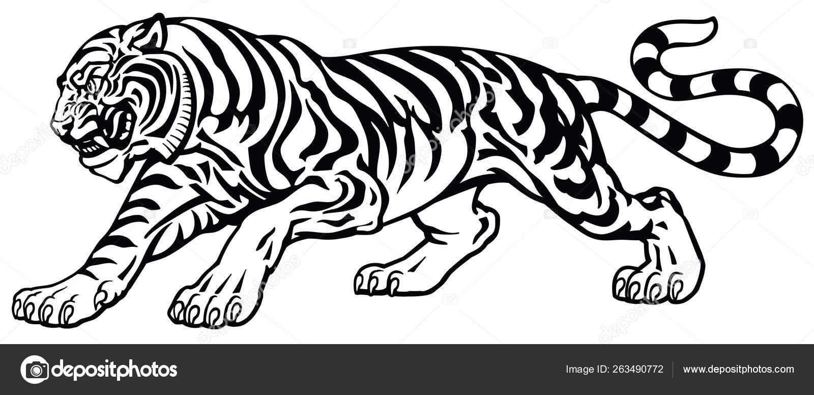 Angry Tiger Aggressive Attacking Pose Black White Tattoo Style Vector Stock Vector Image by ©insima #263490772 Angry Tiger Aggressive Attacking Pose Black White Tattoo Style Vector Stock Vector Image by ©insima #263490772