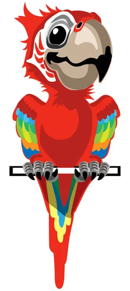 Cartoon red macaw — Stock Vector