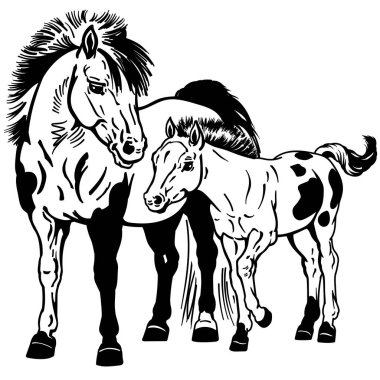 Shetland pony mare with foal. Black and white clipart