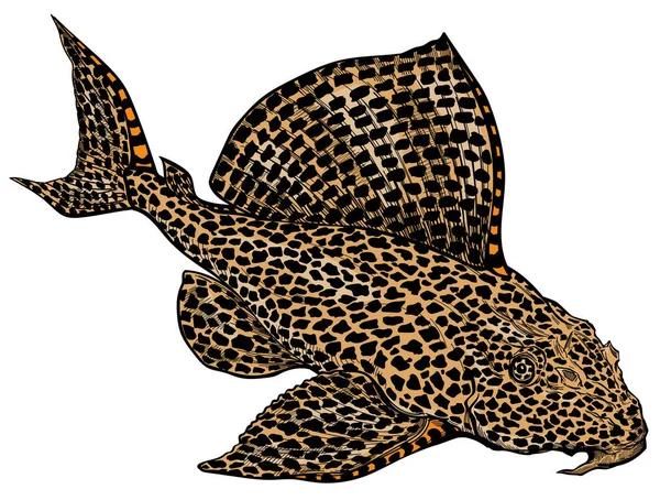 Leopardo Sailfin Palhaço Pleco Leopardo Plecostomus Peixe Gato Boca Otário —  Vetores de Stock