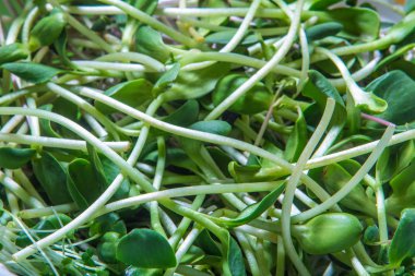 yakın çekim vejetaryen mikro yeşil beyazlı Kuru