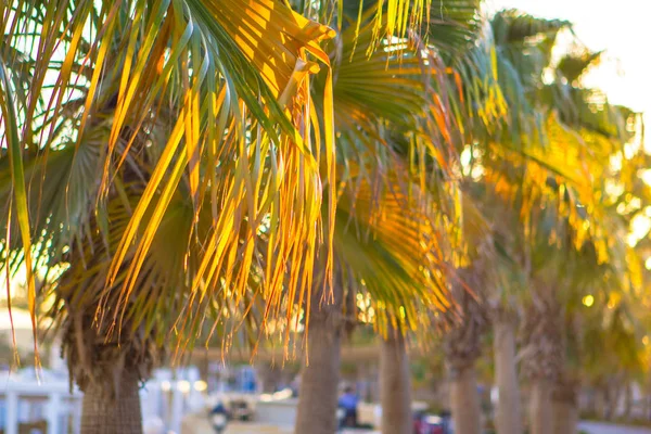 Palmengelbe und grüne tropische Blätter Hintergrundpflanze — Stockfoto