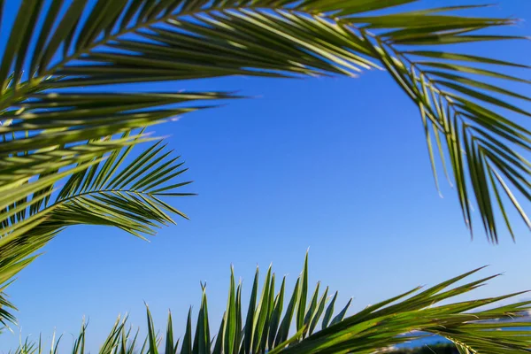 arka plan bitki yaprakları palmiye sarı ve yeşil tropikal