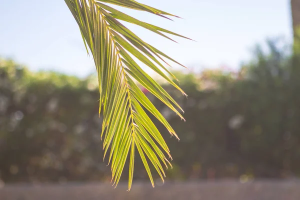 Palmengelbe und grüne tropische Blätter Hintergrundpflanze — Stockfoto