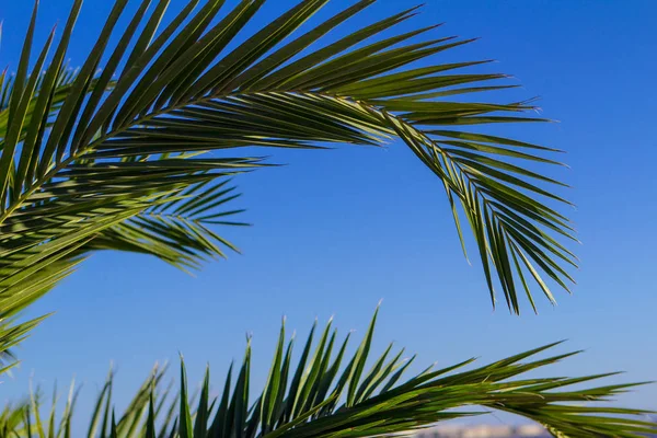 Palmengelbe und grüne tropische Blätter Hintergrundpflanze — Stockfoto