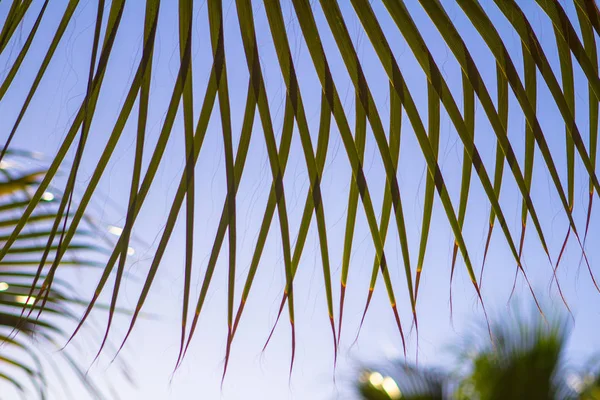 Palmier jaune et vert feuilles tropicales plante de fond — Photo