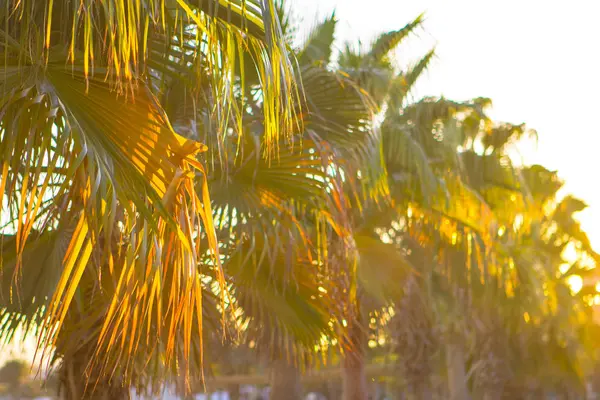 Palmier jaune et vert feuilles tropicales plante de fond — Photo