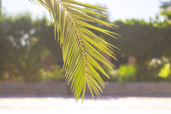 Palmier jaune et vert feuilles tropicales plante de fond — Photo