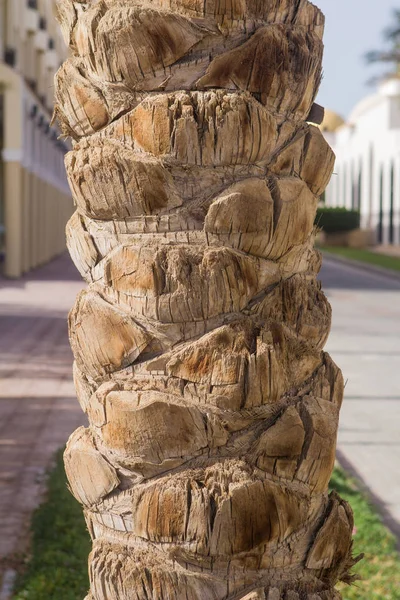 Tronco de una palmera en el sol como fondo — Foto de Stock