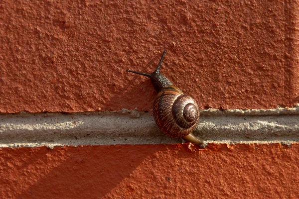 Escargot de raisin rampant sur le mur — Photo