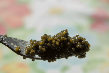 çatal üzerinde siyah havyar