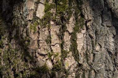 güneşte bir meşe ağacının kabuğu