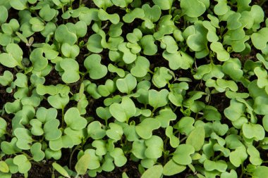 genç yeşillik görünümü üst bırakır