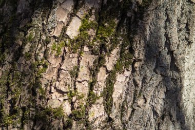 güneşte bir meşe ağacının kabuğu