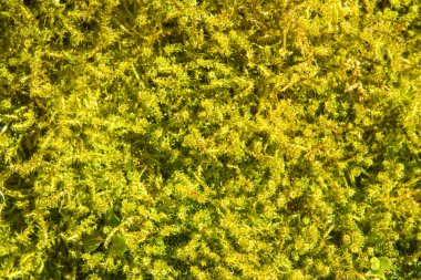 young yellow moss top under the sun