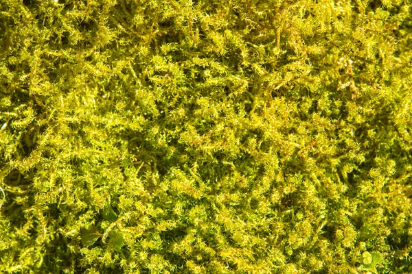 Young yellow moss top under the sun — Stock Photo, Image