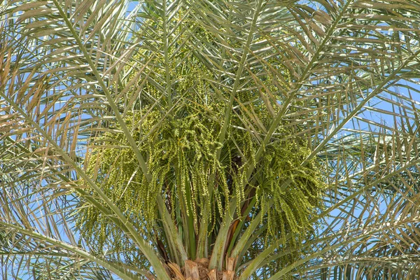 Palmier dattier avec de jeunes fleurs de dattes — Photo
