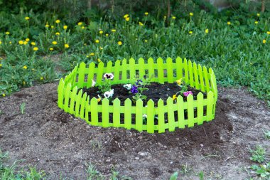 narcissuses ve dekoratif beyaz çit Çiçeklik