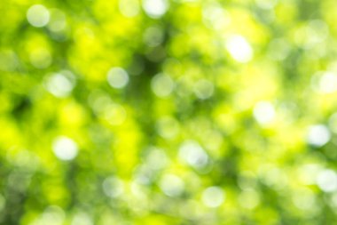 Bokeh, Doğa desenli bulanık yeşil ağaç yaprağı arkaplanı