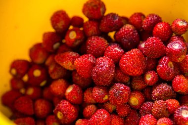 Olgun yabani çilek berry sarı plaka