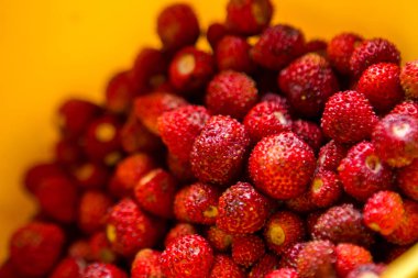 Olgun yabani çilek berry sarı plaka