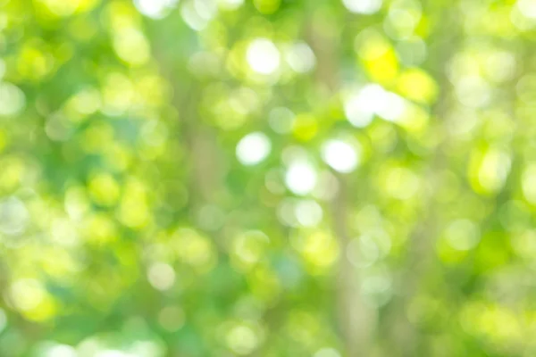 Blurred green tree leafs at sun background with bokeh, summer nature texture