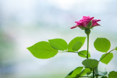Bulanık yeşil doğal zemin üzerine kırmızı gül bahçesinde sunlights. Kopya alanı.