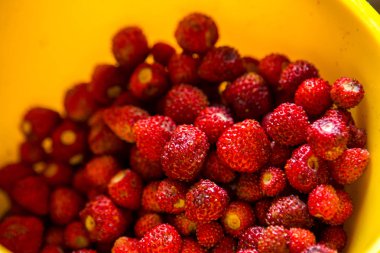 Olgun yabani çilek berry sarı plaka