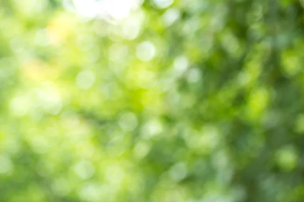 Bokeh, Doğa desenli bulanık yeşil ağaç yaprağı arkaplanı