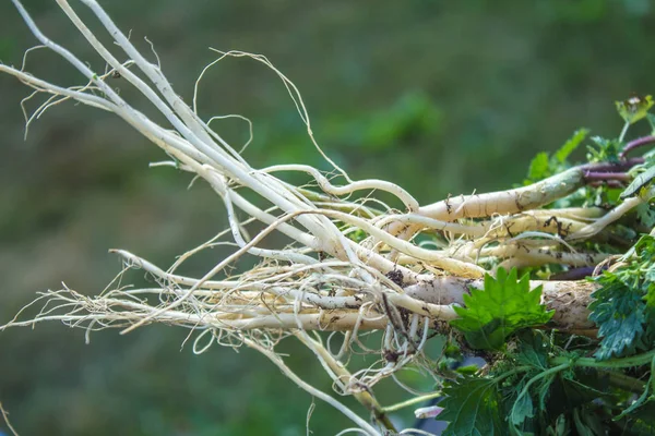 beyaz bitkisel ilaçlar için genç ısırgan otu kökü. Urtica dioica