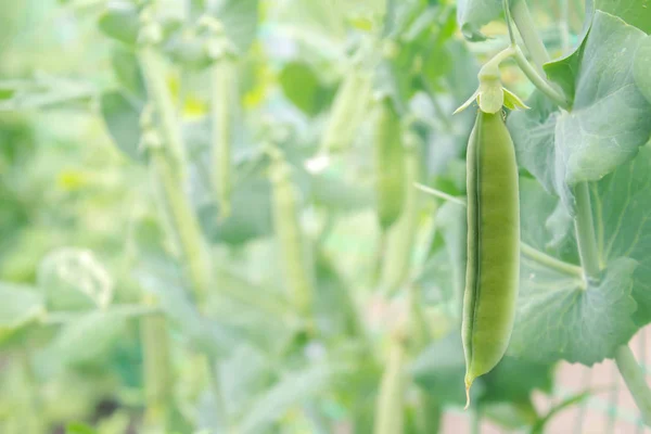 Grüne Erbsendickicht in Schoten in einem Garten mit Platz für Text. — Stockfoto