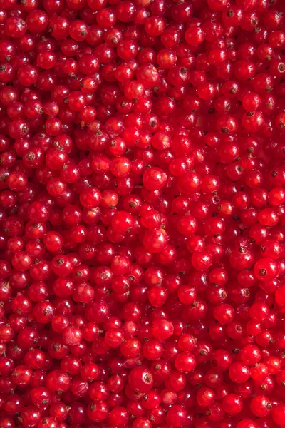 Bayas rojas maduras y dulces de grosella vista superior fondo . — Foto de Stock
