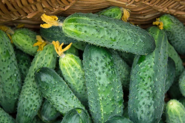 Frisch gepflückte Gurken aus dem Gartenbeet im Korb. — Stockfoto