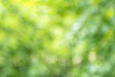 Bokeh, Doğa desenli bulanık yeşil ağaç yaprağı arkaplanı