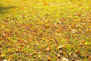 sonbahar orman veya park yere turuncu sonbahar yaprakları